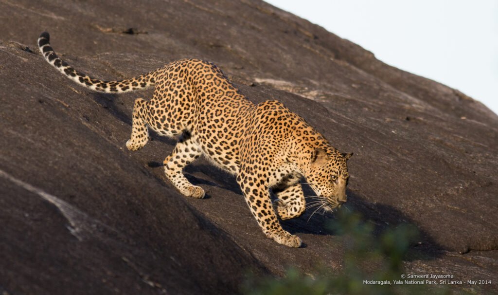 Yala National Park